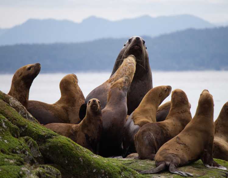 a group of Steller sea lions
