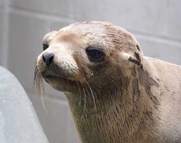 California sea lion Pinyon