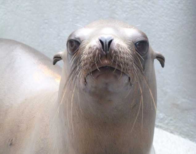 California sea lion Teaberry