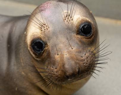 northern elephant seal Sealrsq