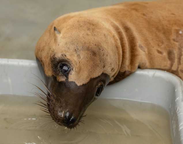 California sea lion Quly