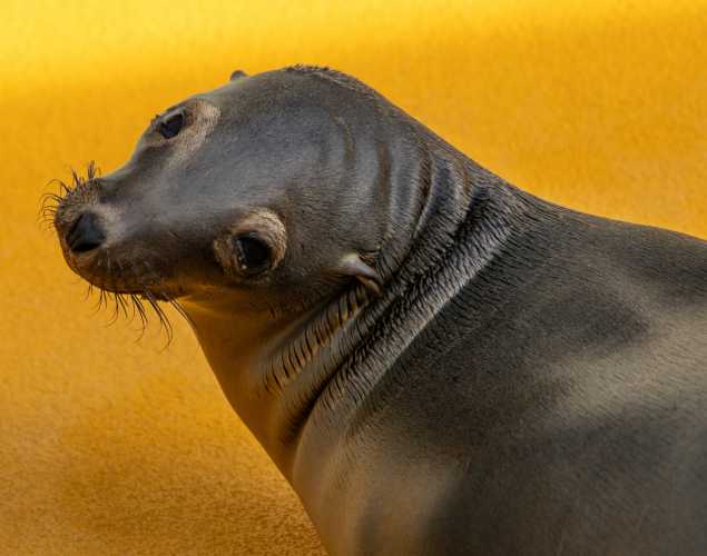 California sea lion