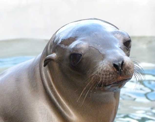 California sea lion Stix