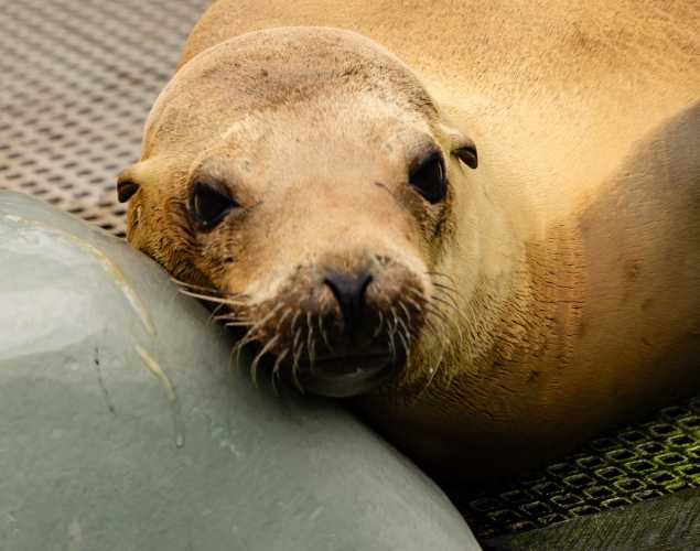 California sea lion Peapod