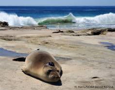 A northern elephant seal with a satellite tag on its head on the beach in front of crashing waves. 