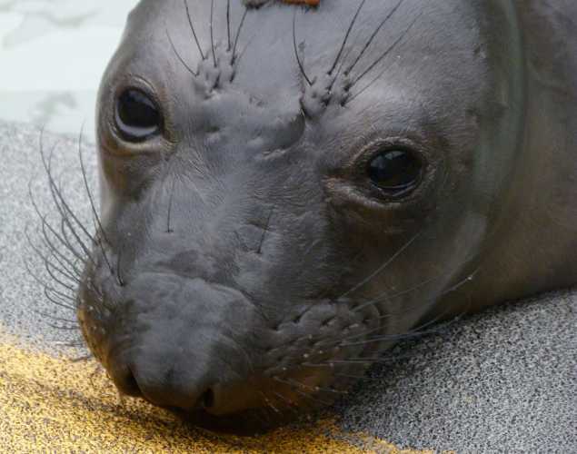 northern elephant seal Desiree