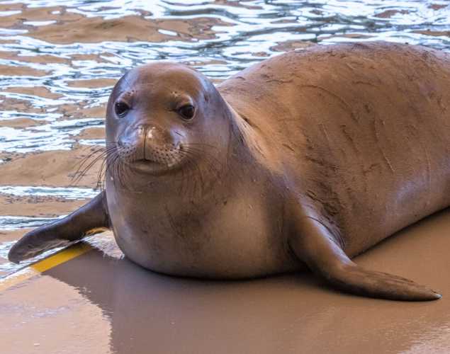 Hawaiian monk seal Nihoʻole