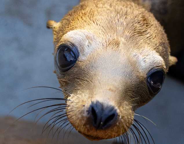 California sea lion Peridot