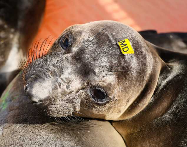 northern elephant seal Naples