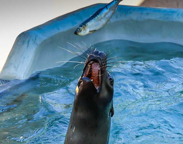 California sea lion Mini catching a fish