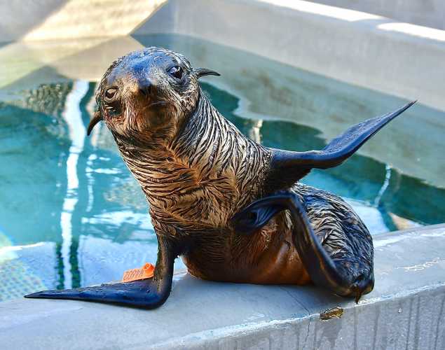 northern fur seal Furturky