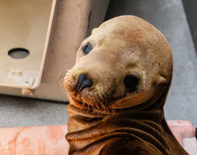California sea lion Socrates