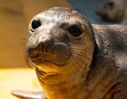 northern elephant seal Caelus