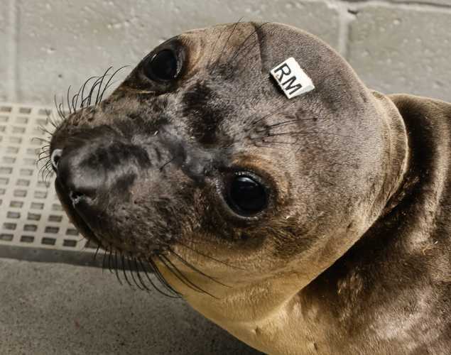 northern elephant seal Gingko
