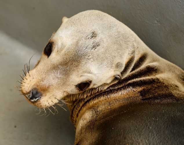 California sea lion Hardhat