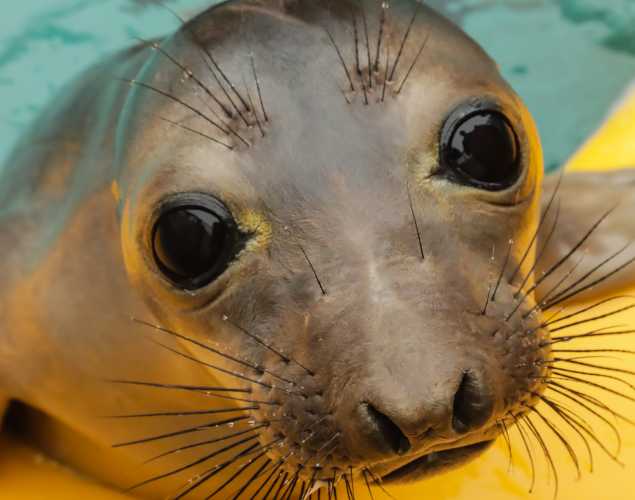 elephant seal pup Zurich