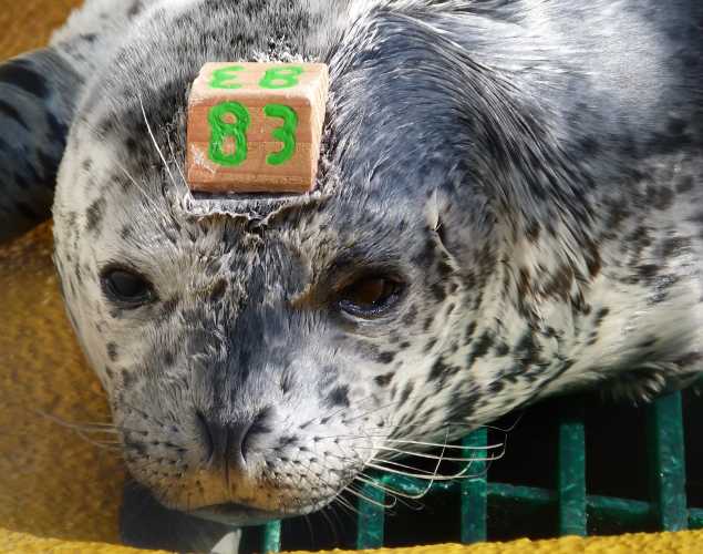 harbor seal Zontei