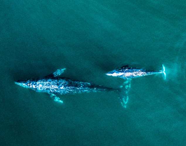 aerial view of two gray whales
