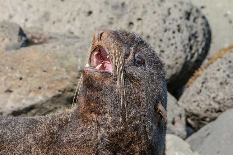 northern fur seal with mouth open