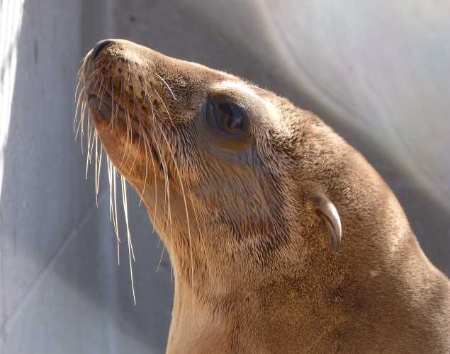 California sea lion Rono