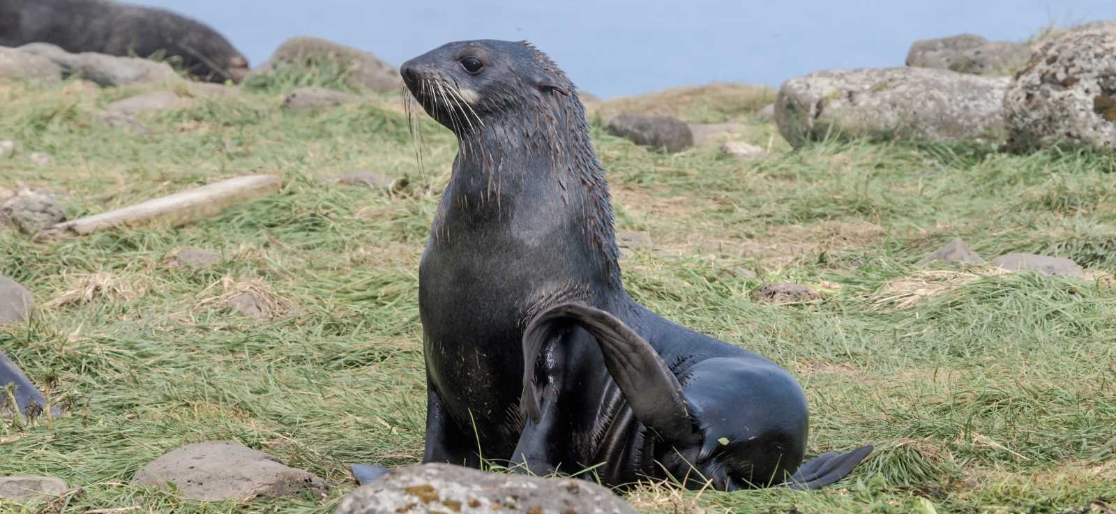 northern fur seal on grassy shore