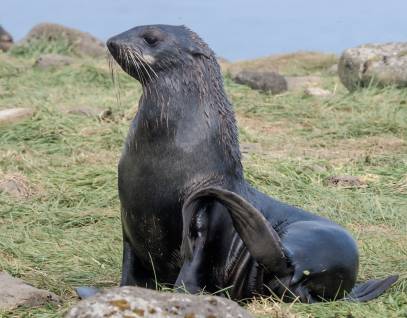 northern fur seal on grassy shore