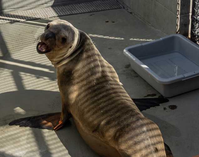 California sea lion
