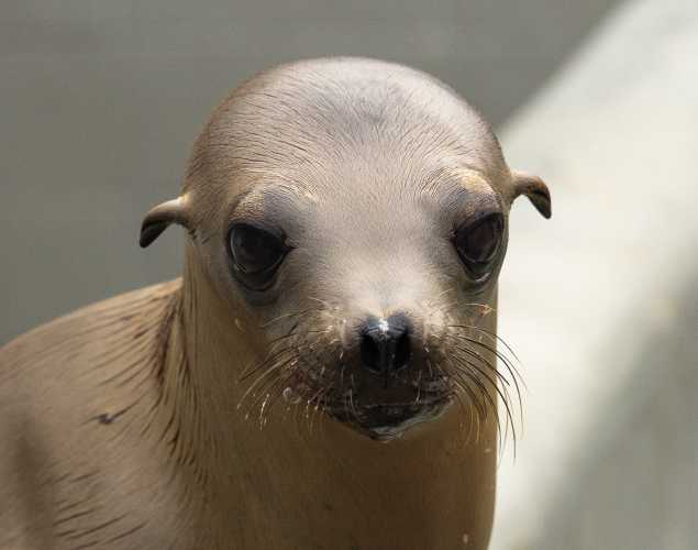 California sea lion Setter