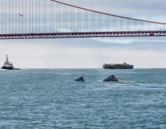 two gray whales under the Golden Gate Bridge