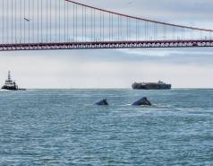 two gray whales under the Golden Gate Bridge