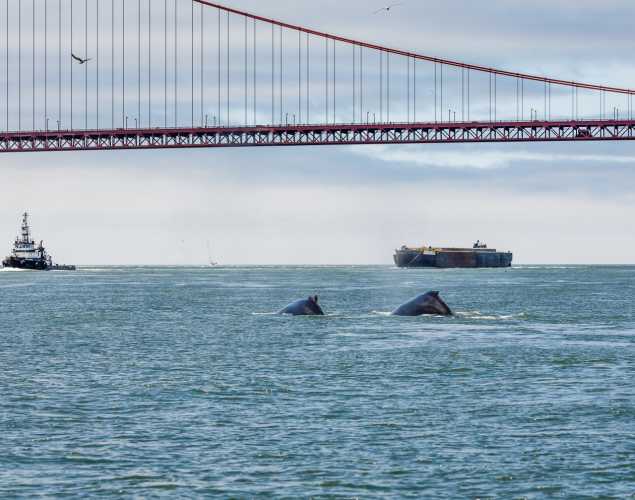 two gray whales under the Golden Gate Bridge