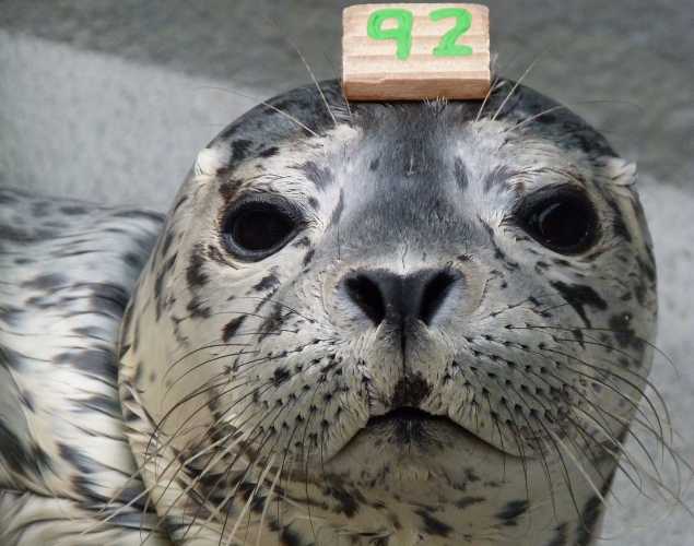 harbor seal Gookin