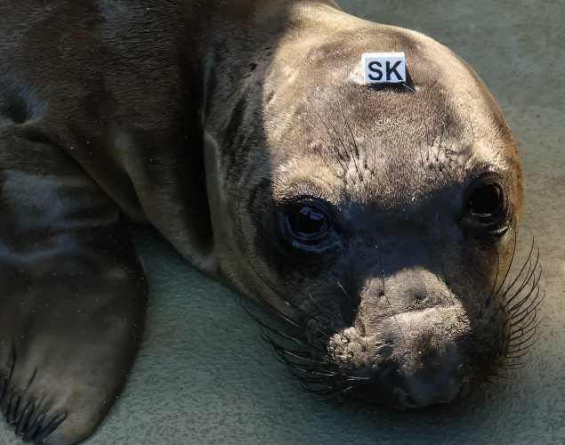 northern elephant seal Knuckles