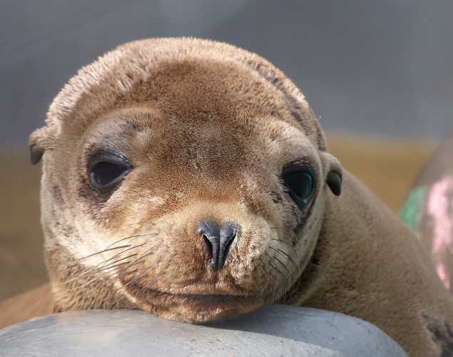 California sea lion Logride
