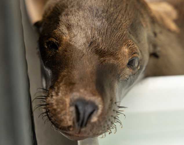 California sea lion Jauss