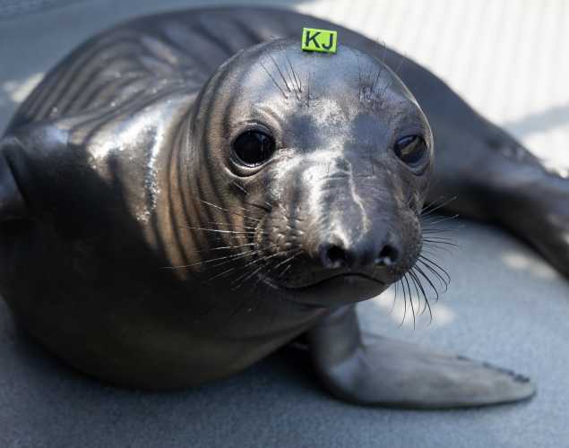 northern elephant seal Stroppy