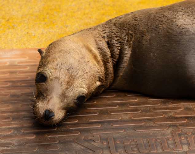 California sea lion Royce