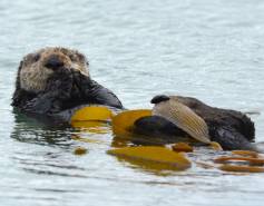A sea otter floats above a kelp forest. 