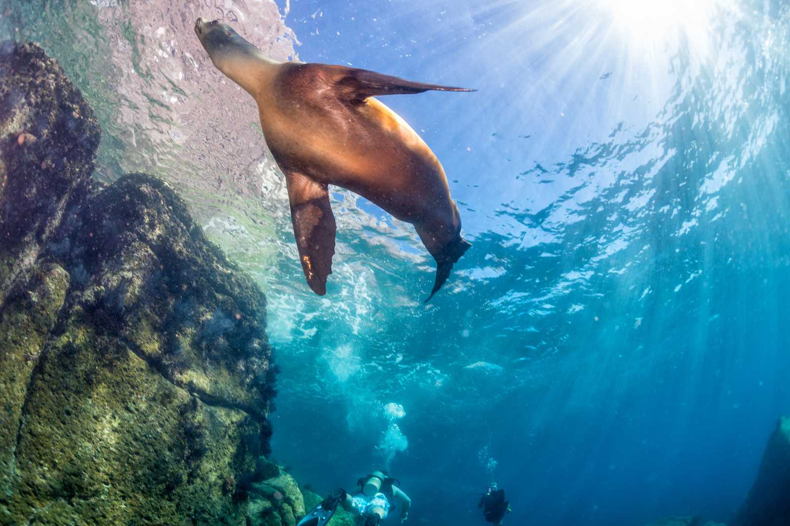 California sea lion seen from below underwater