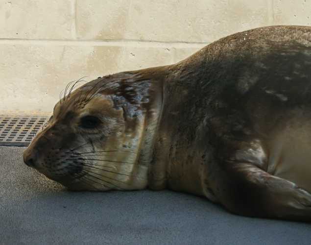 northern elephant seal Khosh