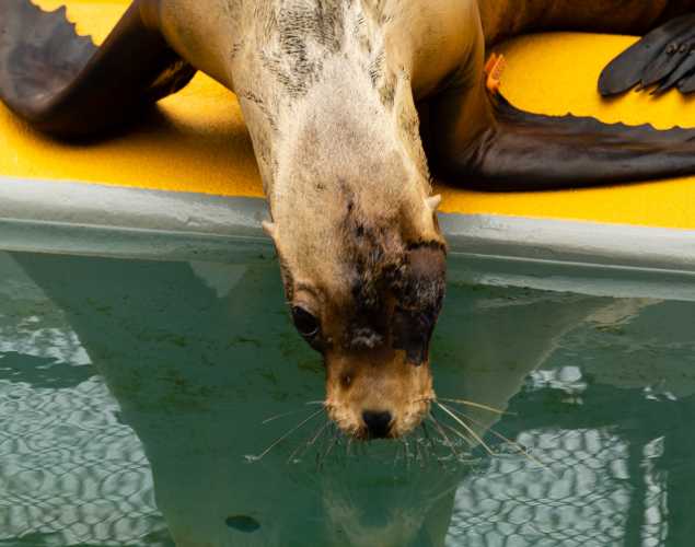 California sea lion Webber