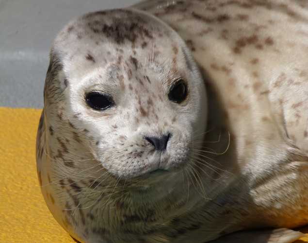 harbor seal Ulrich