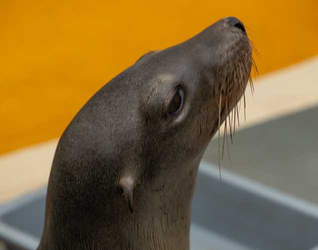 California sea lion