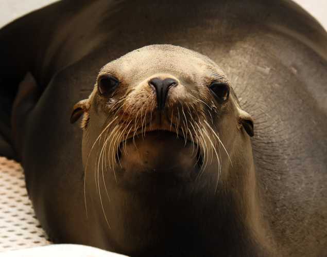 California sea lion Hurley
