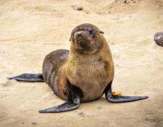 Guadalupe fur seal