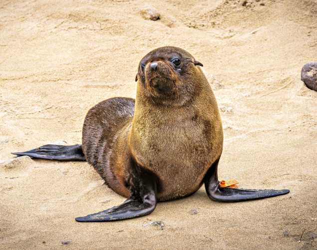 Guadalupe fur seal