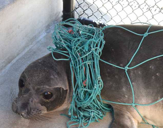 northern elephant seal Neta with green netting around her neck