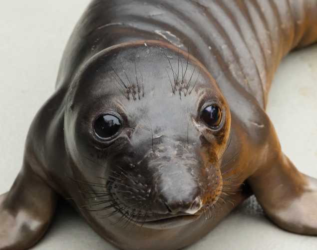elephant seal Wailea