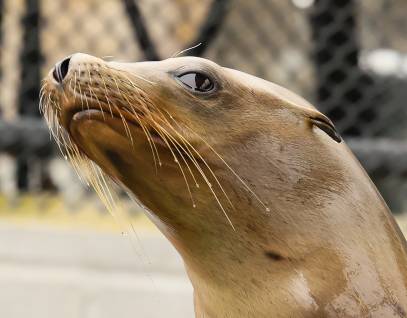 California sea lion Palomino