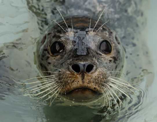 harbor seal Lucinda